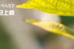 开云体育在线-篮网全面压制活塞，贝恩统治级表现锁定全场最佳