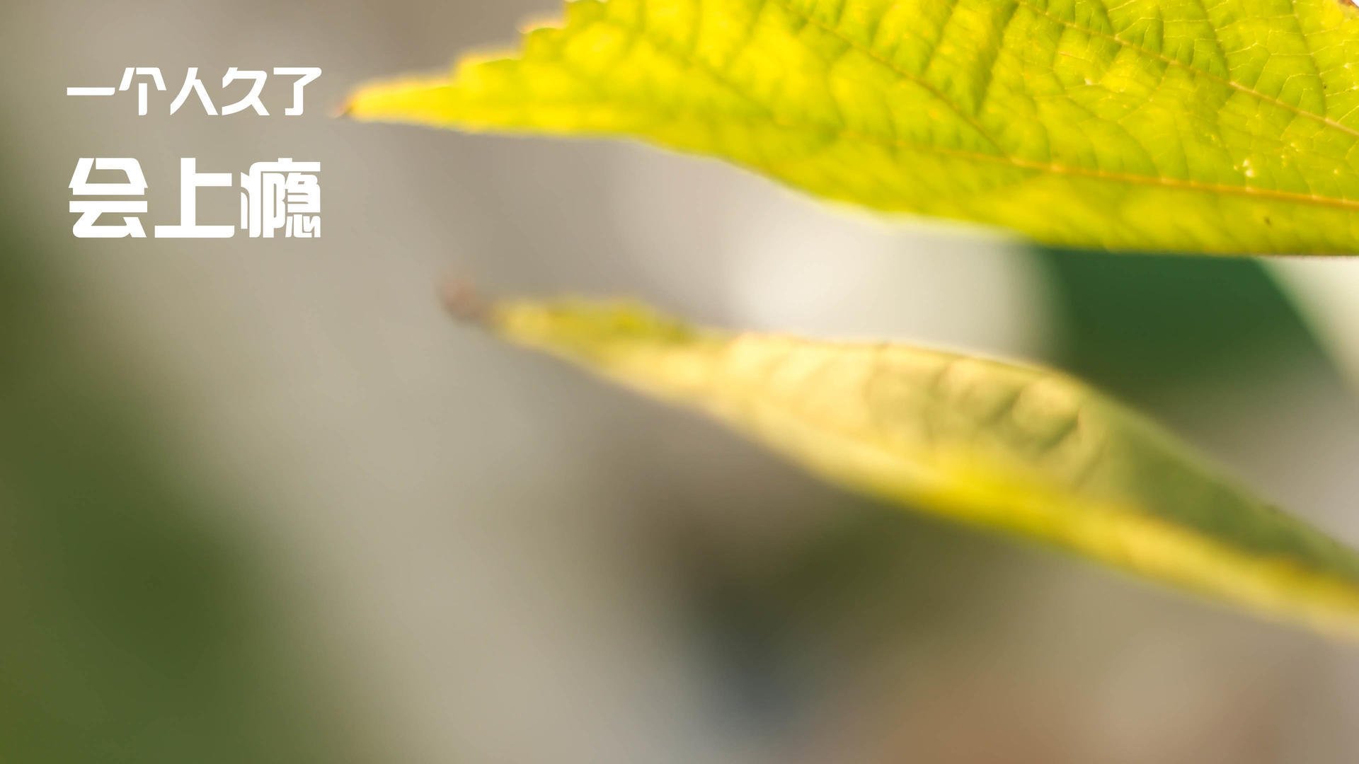 篮网全面压制活塞,贝恩统治级表现锁定全场最佳